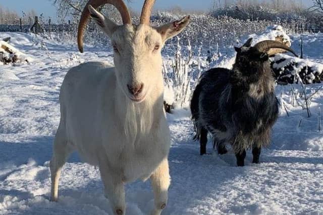 Stitch and Sooty enjoying the snow at Brooksby Melton College's animal care unit todayPHOTO BROOKSBY MELTON COLLEGE EMN-210125-165829001