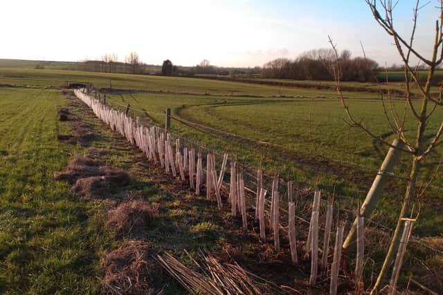 Some of the 9,000 trees planted as part of an environmental enhancement project at Yard Farm, Old Dalby EMN-210216-102303001