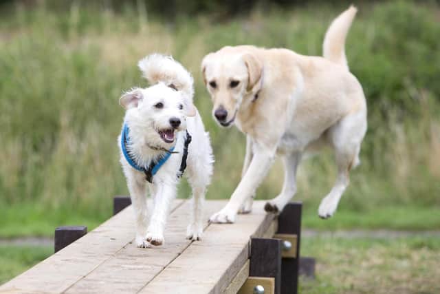 Dogs enjoying the agility apparatus in Melton Country Park - police are warning dog owners in Leicestershire to be vigilant after a spate of recent thefts EMN-210226-174724001