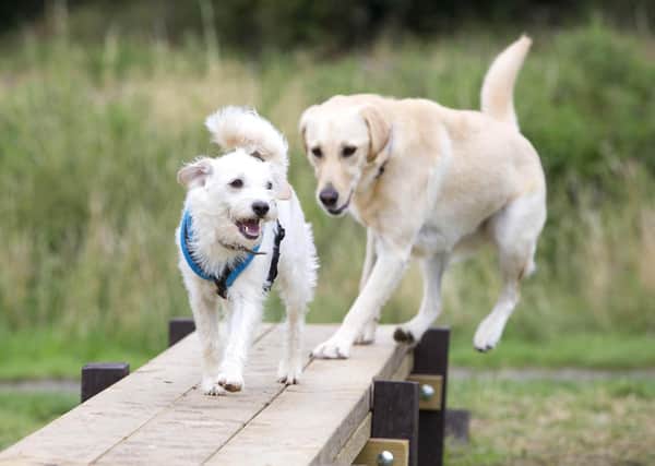 Dogs enjoying the agility apparatus in Melton Country Park - police are warning dog owners in Leicestershire to be vigilant after a spate of recent thefts EMN-210226-174724001