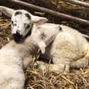 The new arrivals at the farm