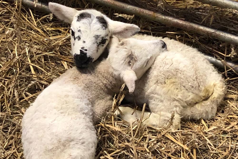 The new arrivals at the farm