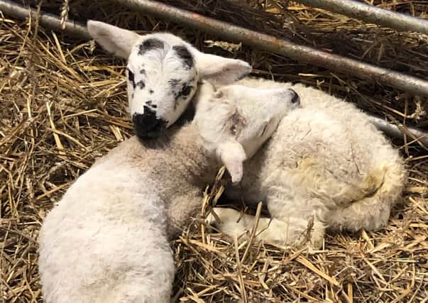 The new arrivals at the farm
