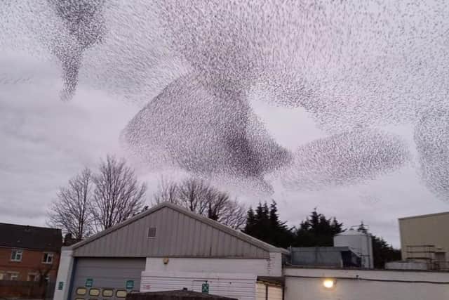 A stunning murmuration pictured over Melton on Saturday evening by town resident Matthew O'Callaghan EMN-210803-090325001
