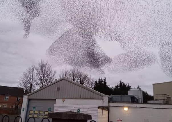 A stunning murmuration pictured over Melton on Saturday evening by town resident Matthew O'Callaghan EMN-210803-090325001