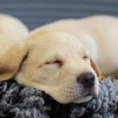 A guide dog pup enjoys a snooze - 10 homes in the Melton area are being sought to bring up pups in their first year of life EMN-210323-085505001