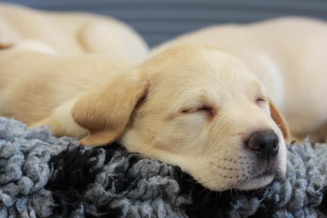 A guide dog pup enjoys a snooze - 10 homes in the Melton area are being sought to bring up pups in their first year of life EMN-210323-085505001