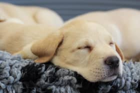 A guide dog pup enjoys a snooze - 10 homes in the Melton area are being sought to bring up pups in their first year of life EMN-210323-085505001