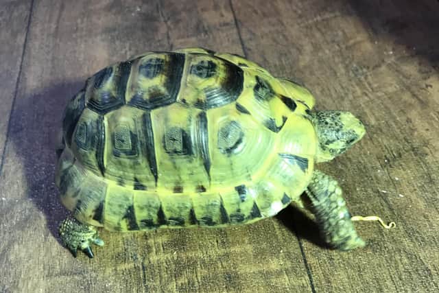 A tortoise found wandering at Melton Country Park and which RSPCA officers are trying to repatriate with its owner EMN-210324-174000001