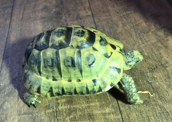 A tortoise found wandering at Melton Country Park and which RSPCA officers are trying to repatriate with its owner EMN-210324-174000001