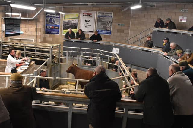 Livestock at Melton market this week EMN-200317-145449001
