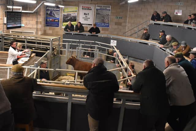 Livestock at Melton market EMN-200317-145449001