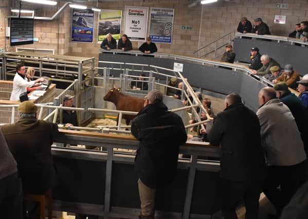 Livestock at Melton market EMN-200317-145449001