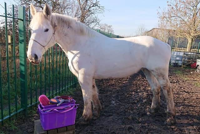 Merry Legs, a horse who was found dead in a shed near Melton following a suspected poisoning EMN-200427-085310001