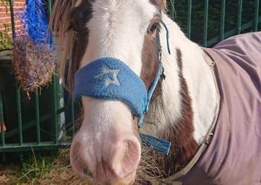Flossie, who was found dead in a field near Melton following a suspected poisoning EMN-200427-085230001