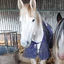 Merry Legs (left) and Flossie, who were found dead in a shed near Melton following a suspected poisoning EMN-200427-085320001