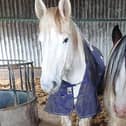 Merry Legs (left) and Flossie, who were found dead in a shed near Melton following a suspected poisoning EMN-200427-085320001