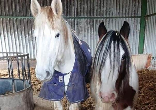 Merry Legs (left) and Flossie, who were found dead in a shed near Melton following a suspected poisoning EMN-200427-085320001