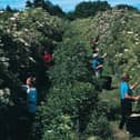 Pickers bring in the elderflowers for Belvoir Fruit Farms EMN-200206-095152001