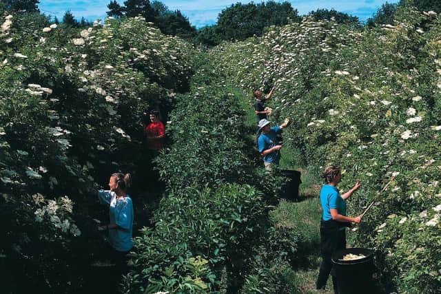 Pickers bring in the elderflowers for Belvoir Fruit Farms EMN-200206-095152001