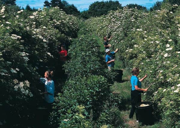 Pickers bring in the elderflowers for Belvoir Fruit Farms EMN-200206-095152001