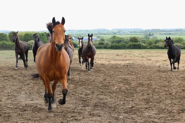 Ceremonial horses from The King’s Troop Royal Horse Artillery and the Household Cavalry are enjoying an unexpected holiday at Melton's DATR during the coronavirus pandemic EMN-200406-191042001