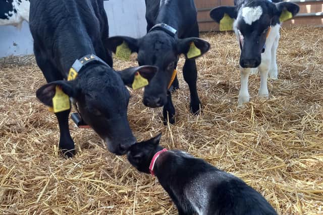 Rescue cat Daisy greets calves at a dairy farm near Melton where she has found her forever home EMN-211116-123606001