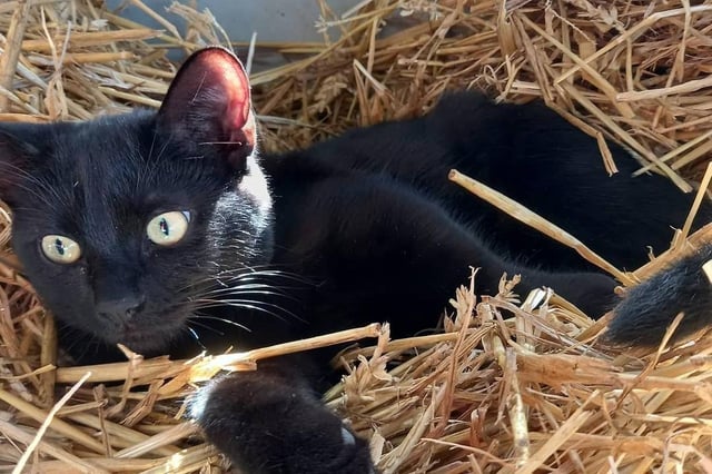 Rescue cat Daisy who has found her forever home living with calves in a cow shed at a dairy farm near Melton EMN-211116-123617001