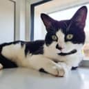 What you should do if you find a stray, feral or lost cat