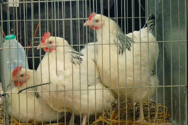 Poultry EMN-211125-161229001