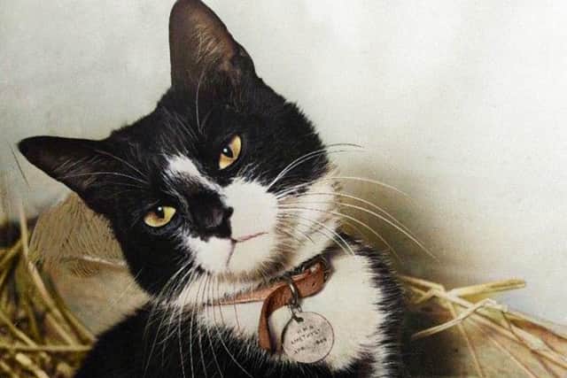 Simon, a ship’s cat who served on the Royal Navy sloop of war, HMS Amethyst.
Colourised by Tom Marshall (PhotograFix) 2021. EMN-211124-101002001