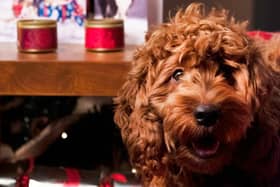Christmas can be a stressful time for our four-legged friends