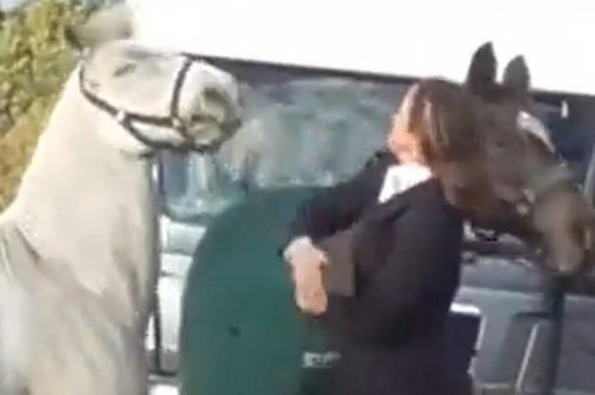 Teacher Sacked After Attack On Horse At Hunt Melton Times