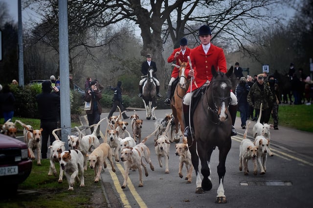 Whipper-In Robert Jarrett leads the hounds away as Cottesmore Hunt prepare for a trail hunt in the Melton area on New Year's Day 2020 EMN-211229-161620001