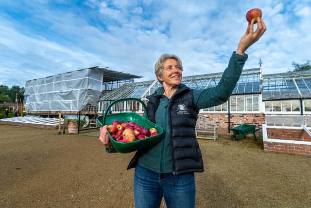 The age-old saying that an apple a day keeps the doctor away may have some merit as apples are packed with health benefits