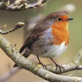 The RSPB's Big Garden Birdwatch returns this month (Credit: rspb-images.com)