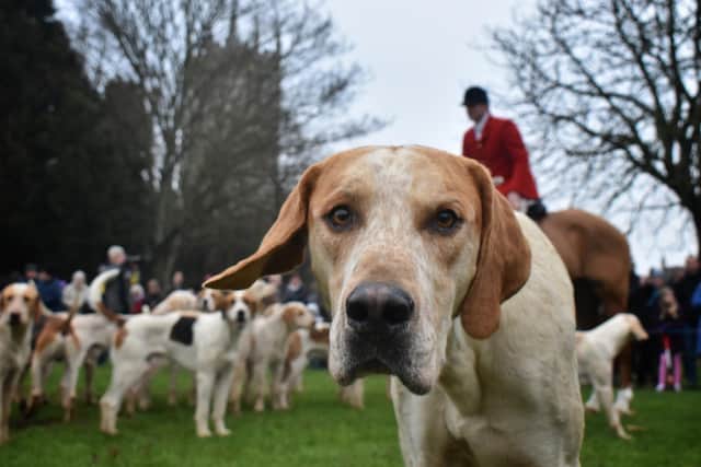 Hunting hounds EMN-220802-182245001