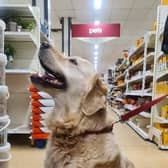 Customers can now take their dogs into Melton Wilko store with them EMN-220902-154456001