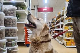Customers can now take their dogs into Melton Wilko store with them EMN-220902-154456001
