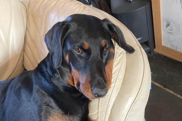Sasha-Lou, who had tp be put to sleep after being badly injured when motorbike riders crashed into her on the Viking Way EMN-220331-161437001