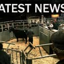 Latest cattle market news EMN-220404-152712001