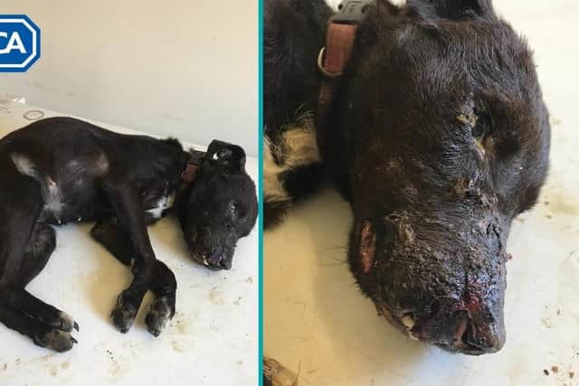 The dog found in Melton with terrible injuries - the RSPCA suspects the animal was used for illegal badger digging
PHOTO RSPCA EMN-220414-131241001