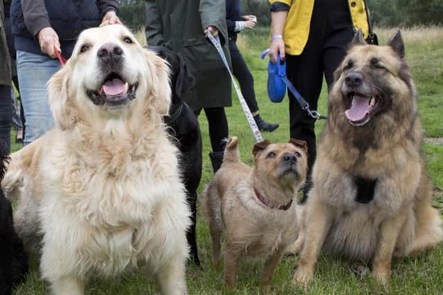 Dogs being exercised at Melton Country Park - a new Melton Dog Watch group is being set up after a spate of thefts across the country in the last year EMN-210420-105656001