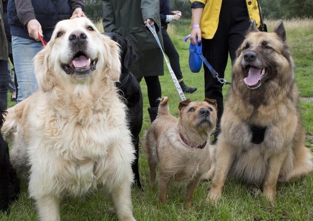 Dogs being exercised at Melton Country Park - a new Melton Dog Watch group is being set up after a spate of thefts across the country in the last year EMN-210420-105656001