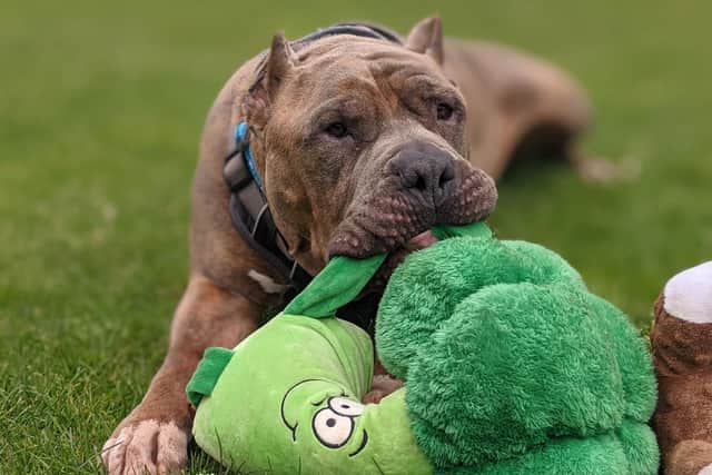 Nuke, a terminally ill American bulldog, who needs a foster home to live out his final days in a loving household EMN-210426-120023001