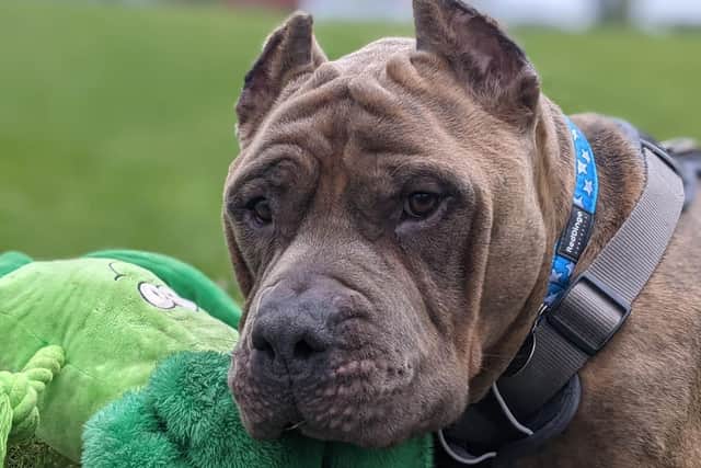 Nuke, a terminally ill American bulldog, who needs a foster home to live out his final days in a loving household EMN-210426-121050001