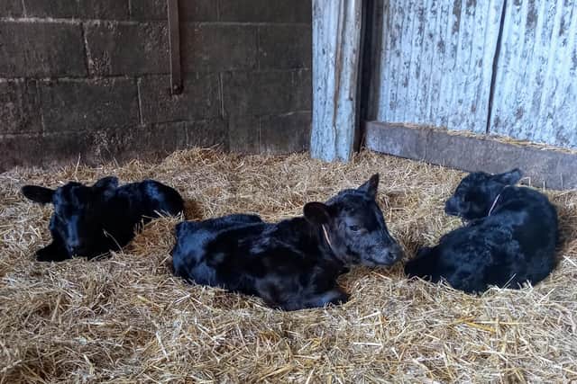 The rare triplet calves born at a farm in Old Dalby EMN-210426-165905001