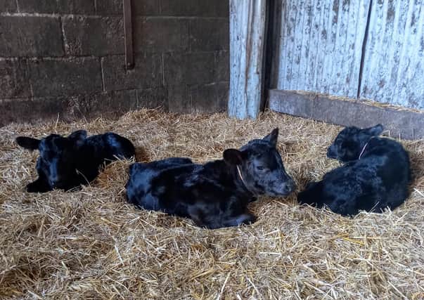 The rare triplet calves born at a farm in Old Dalby EMN-210426-165905001