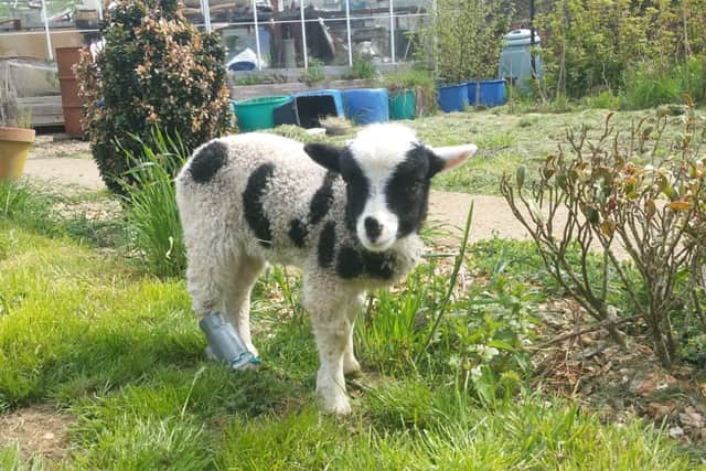 A lamb which was stolen from a property at Eaton after is had been nursed back to health following injuries from a fox EMN-210408-114142001
