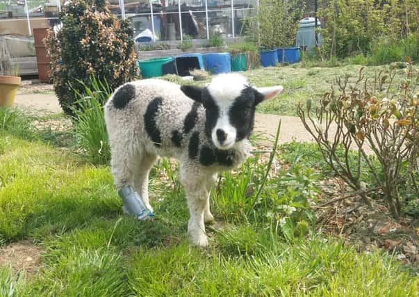 A lamb which was stolen from a property at Eaton after is had been nursed back to health following injuries from a fox EMN-210408-114142001
